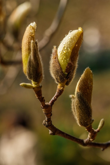 Lindas flores de magnólia com gotas de água