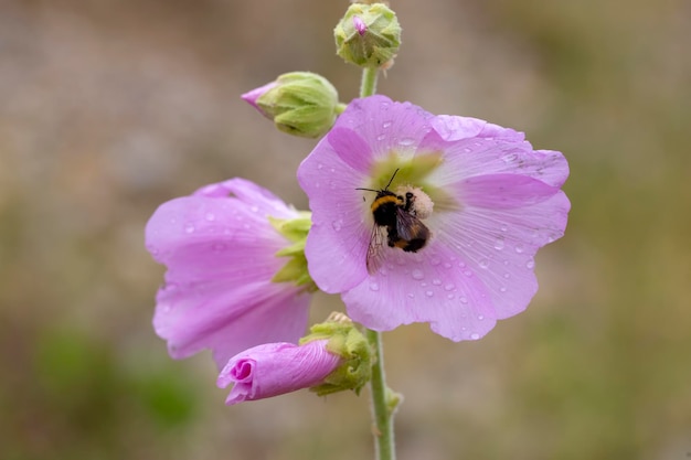 Lindas flores de malva decorativas/Althaea officinalis/no jardim