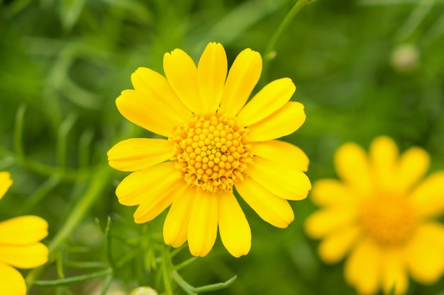 Lindas flores de margarida em um prado verde