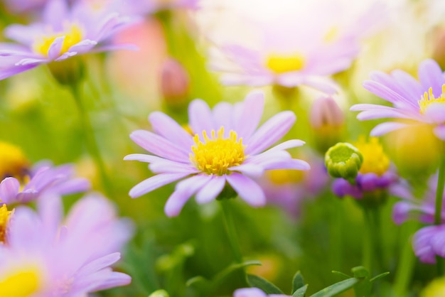 Lindas flores de margarida em um prado verde