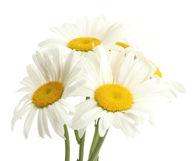 Lindas flores de margaridas isoladas em branco
