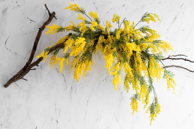 Lindas flores de mimosa amarelas brilhantes em um fundo branco texturizado