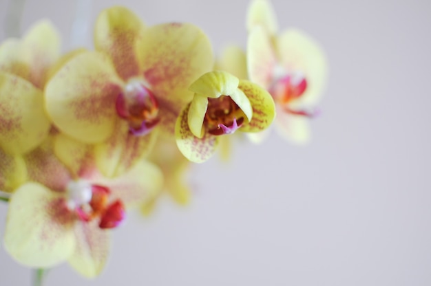 Lindas flores de orquídea amarela phalaenopsis. Copie o espaço. Cuidados com a planta em casa em fundo cinza