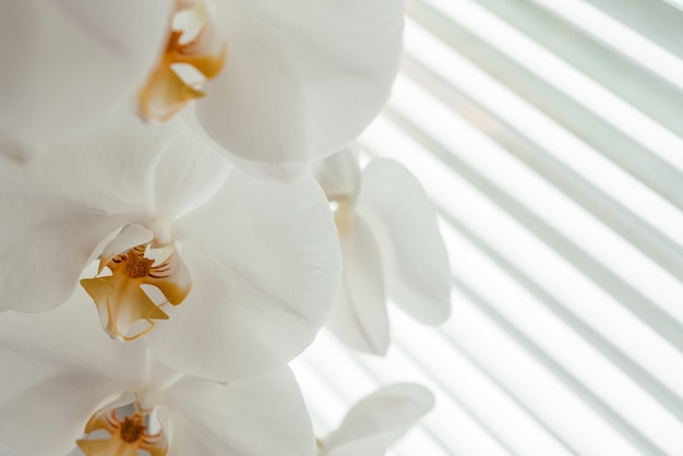 Lindas flores de orquídea branca com persianas ao fundo