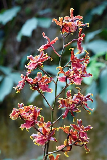 Lindas flores de orquídea com manchas amarelo-bordô