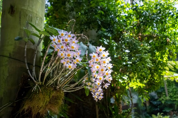 Lindas flores de orquídea crescendo em um orquidário sob condições controladas