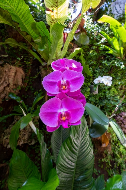 Lindas flores de orquídea crescendo em um orquidário sob condições controladas