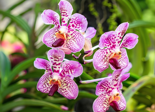 Foto lindas flores de orquídea manchadas de rosa no jardim cercadas por vegetação