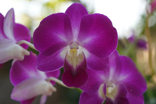 Lindas flores de orquídea no parque