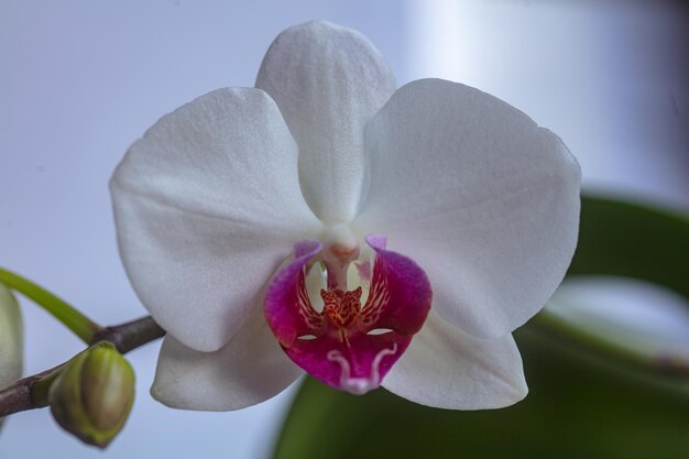 Lindas flores de orquídea phalaenopsis brancas isoladas de fundo flor de orquídea dendrobium em flor