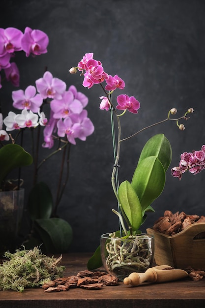 Lindas flores de orquídea Phalaenopsis roxas, musgo de casca de pinheiro e pá para plantar orquídeas na mesa