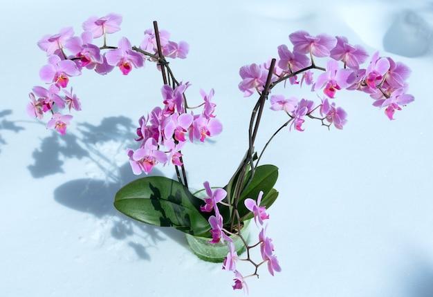 Lindas flores de orquídea rosa-magenta plantadas em um fundo de neve