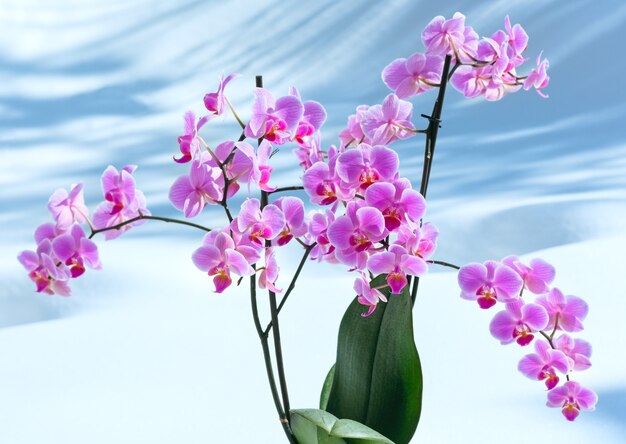 Lindas flores de orquídea rosa-magenta plantadas em um fundo de neve