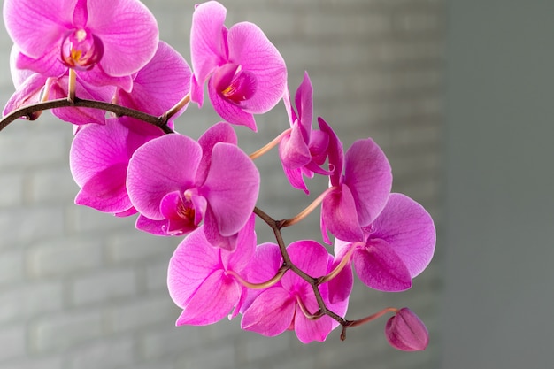 Lindas flores de orquídea roxas em um galho pendurado no ar