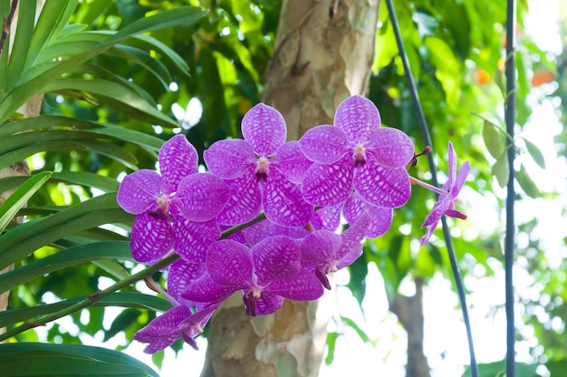 Lindas flores de orquídea violet hybrid vanda estão florescendo no jardim