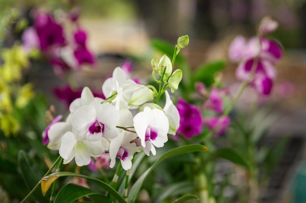 Lindas flores de orquídea