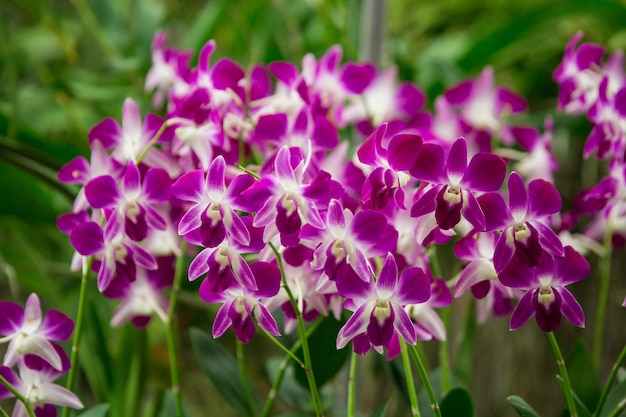 Lindas flores de orquídea