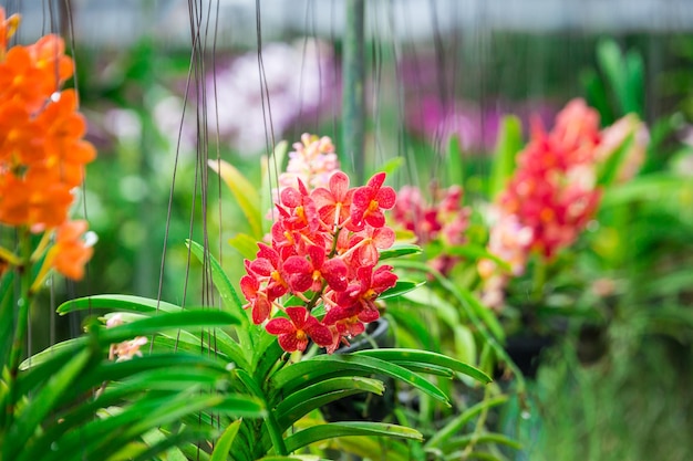 Lindas flores de orquídea