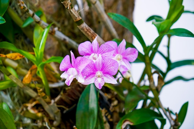 Lindas flores de orquídeas na árvore