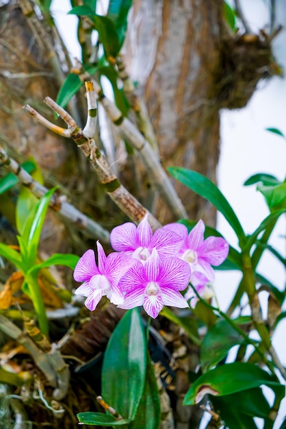 Lindas flores de orquídeas na árvore