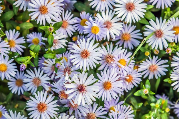 Lindas flores de outono setembro na natureza fechada