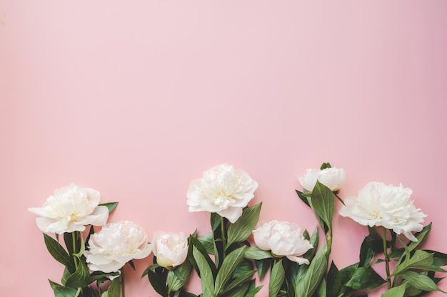 Lindas flores de peônia branca em um fundo rosa com espaço de cópia para sua visão superior de texto e estilo plano