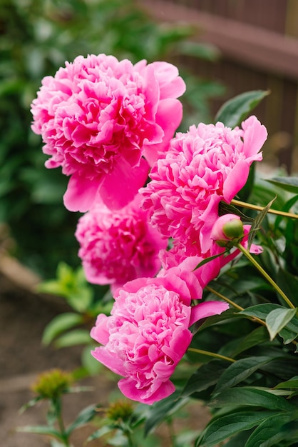 Lindas flores de peônia herbácea rosa no jardim de verão