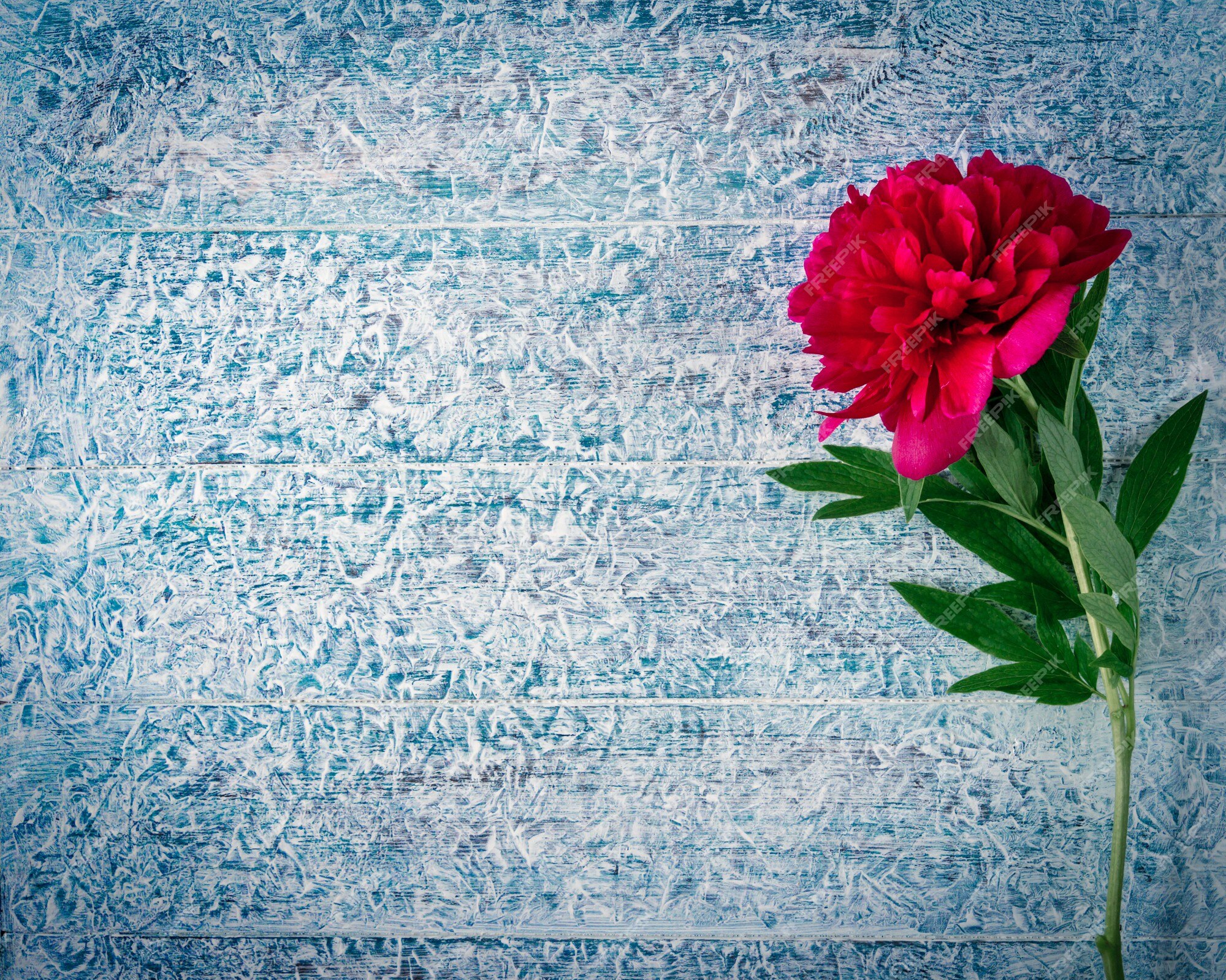 Lindas flores de peônia rosa vermelha marsala em uma mesa de madeira  rústica congelada com espaço de cópia para sua visão superior do texto e  estilo plano leigo | Foto Premium