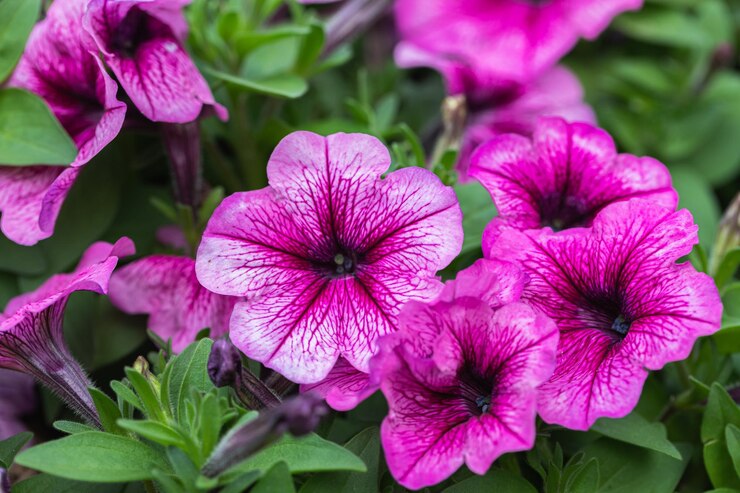 Lindas flores de petúnia no jardim na primavera Petunia Grandiflora