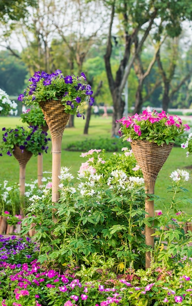 Lindas flores de petúnia