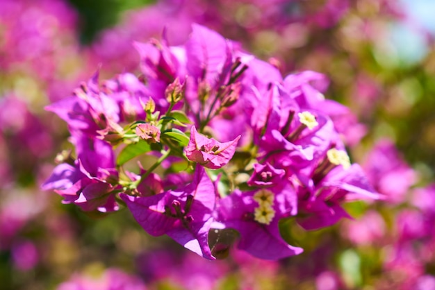 Lindas flores de primavera com folhas roxas