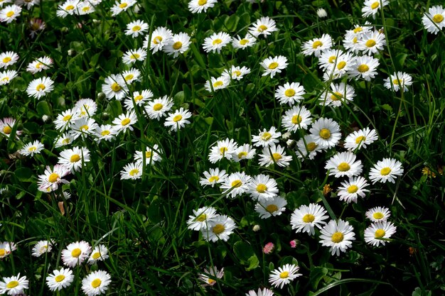 Lindas flores de primavera margaridas