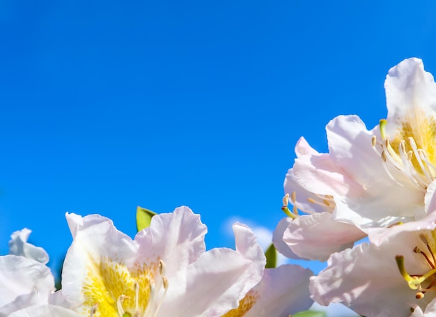 Lindas flores de rododendro 39Cunningham39s White39 no fundo do céu azul