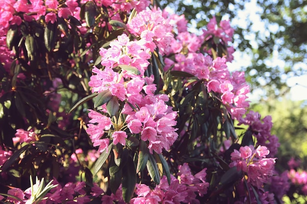Lindas flores de rododendros no parque primavera The Blooming Season of Azaleas and Rhododendrons