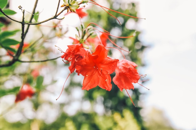 Lindas flores de rododendros no parque primavera The Blooming Season of Azaleas and Rhododendrons