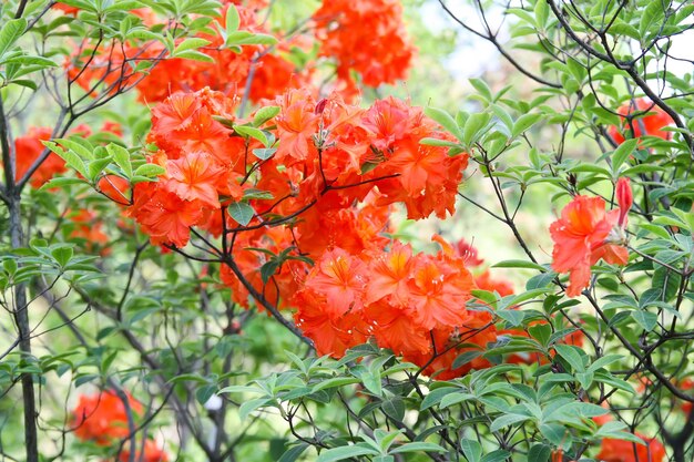 Lindas flores de rododendros no parque primavera The Blooming Season of Azaleas and Rhododendrons