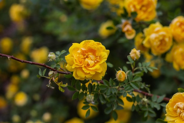 Lindas flores de rosa de chá amarelo em galhos no jardim