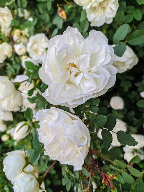 Lindas flores de rosa selvagem branca.