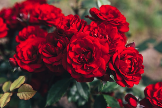 Lindas flores de rosa vermelhas nas horas de verão. Fundo de natureza com rosas escarlate de florescência. Cenário de florescência do jardim ou parque primavera floral natural inspirado. Projeto de arte retrô vintage de flor de beleza.