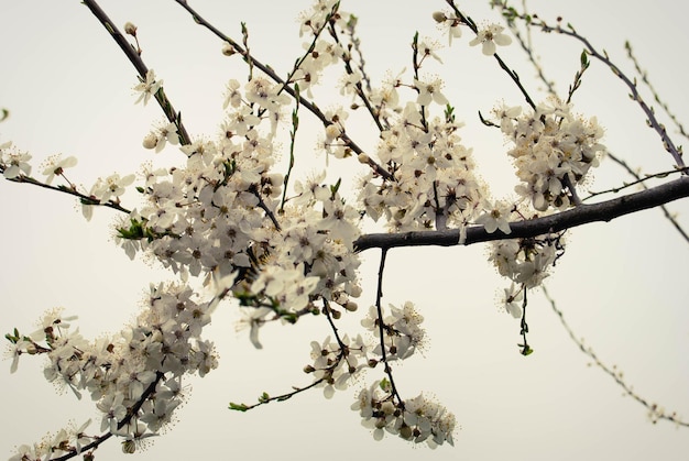 Lindas flores de sakura flor de cerejeira