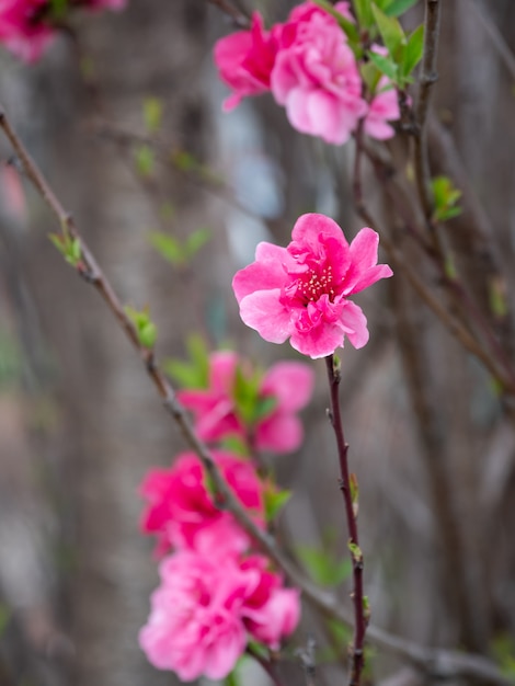 Lindas flores de sakura na primavera