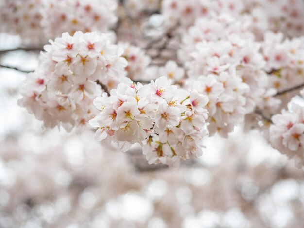 Lindas flores de sakura na primavera