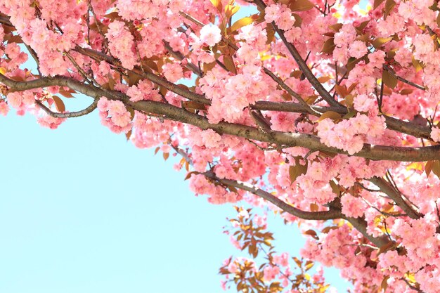 Lindas flores de sakura rosa contra o céu azul da primavera Copie o espaço Árvore florida em um dia ensolarado