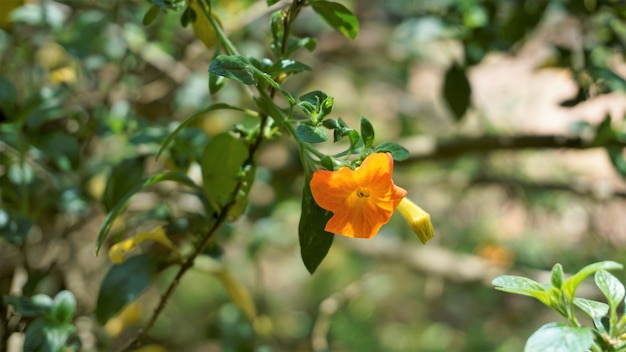 Lindas flores de Streptosolen jamesonii também conhecidas como marmelada arbusto laranja browallia Firebush etc