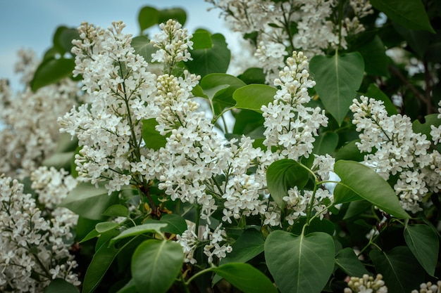 Lindas flores de syringa brancas em um fundo verde