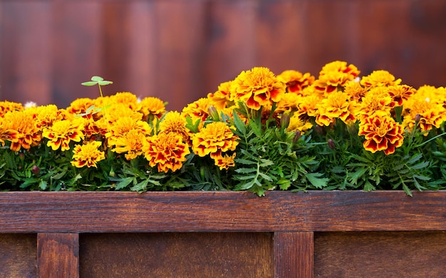 Lindas flores de tagetes em uma panela de madeira