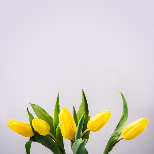 Lindas flores de tulipa amarela sobre fundo cinza para mensagem de saudação. Maquete de férias.