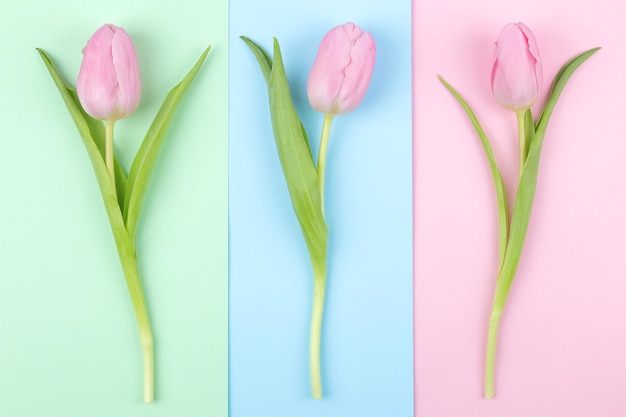 Lindas flores de tulipa cor-de-rosa em fundo rosa azul e verde na moda Vista superior das férias de primavera