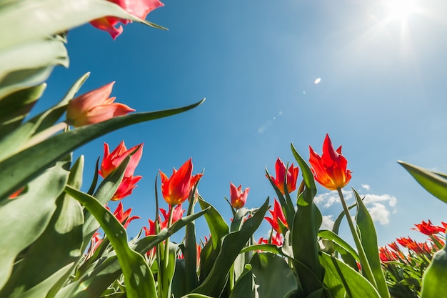 Lindas flores de tulipa da primavera no céu azul