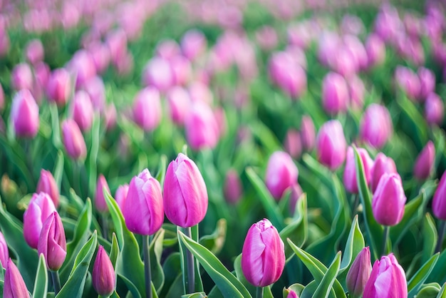 Lindas flores de tulipa no prado